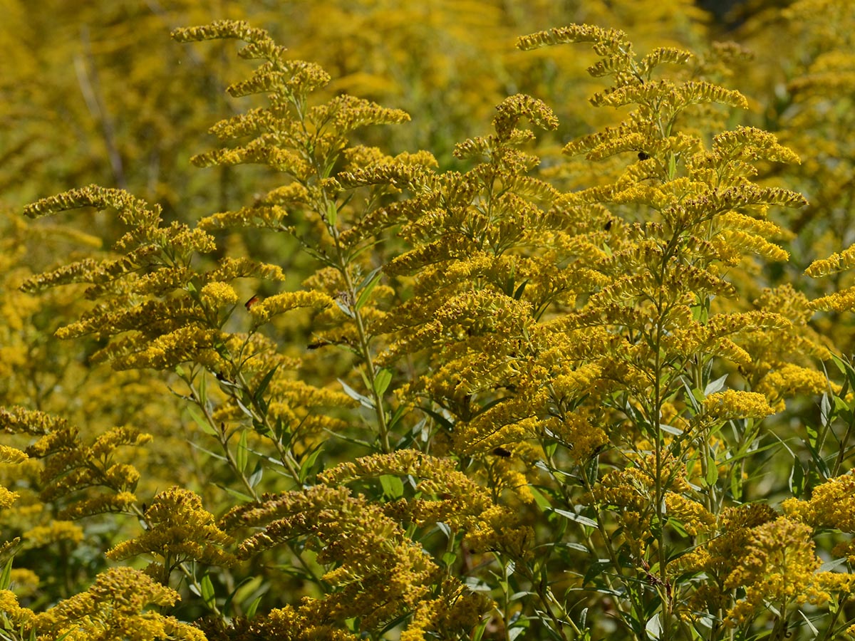 Solidago canadensis