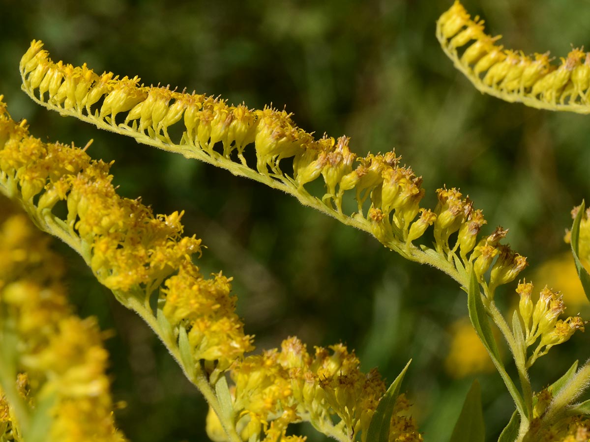 Solidago canadensis