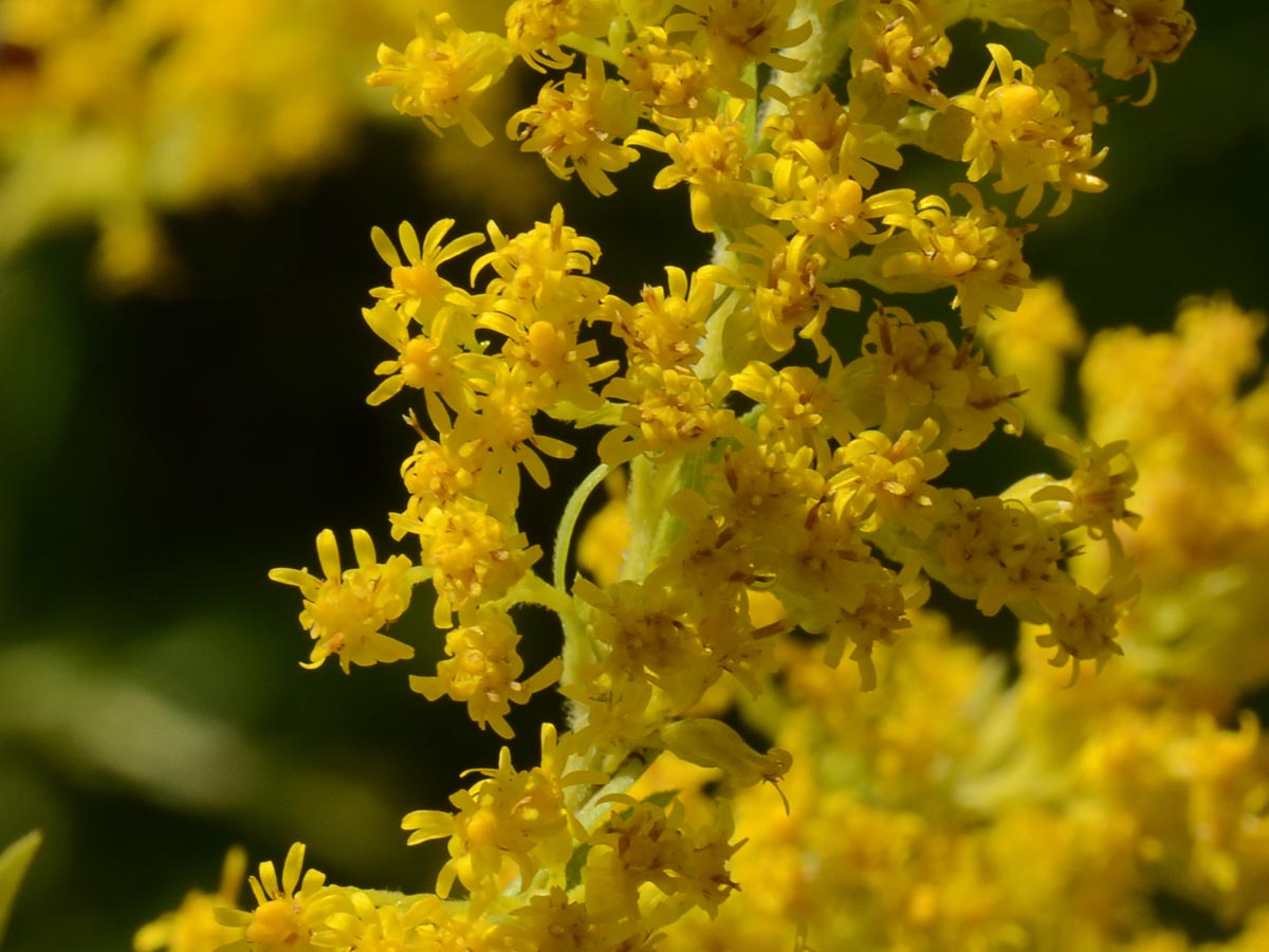 Solidago canadensis