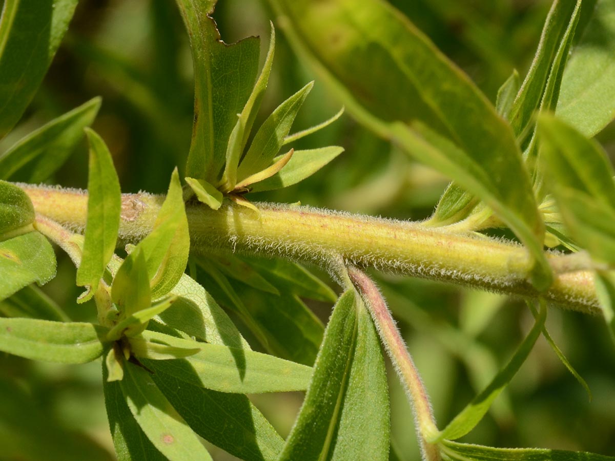 Solidago canadensis