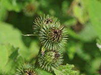 Arctium minus