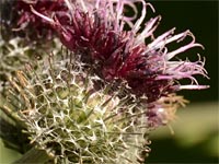 Arctium tomentosum