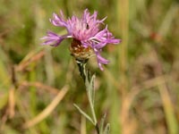 Centaurea jacea ssp. gaudinii