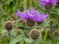 Centaurea pseudophygia