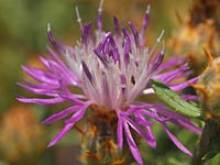 Centaurea spinoso-ciliata