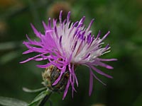 Centaurea stoebe