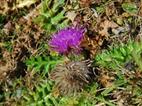 Cirsium acaule