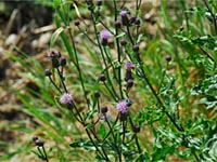 Cirsium arvense