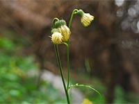 Cirsium erisithales