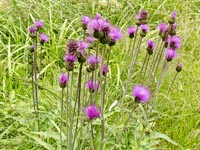 Cirsium heterophyllum