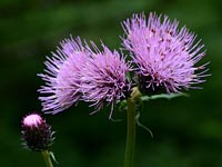 Cirsium montanum