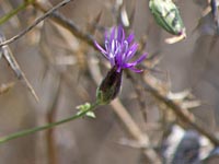 Crupina vulgaris