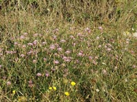 Centaurea sp.