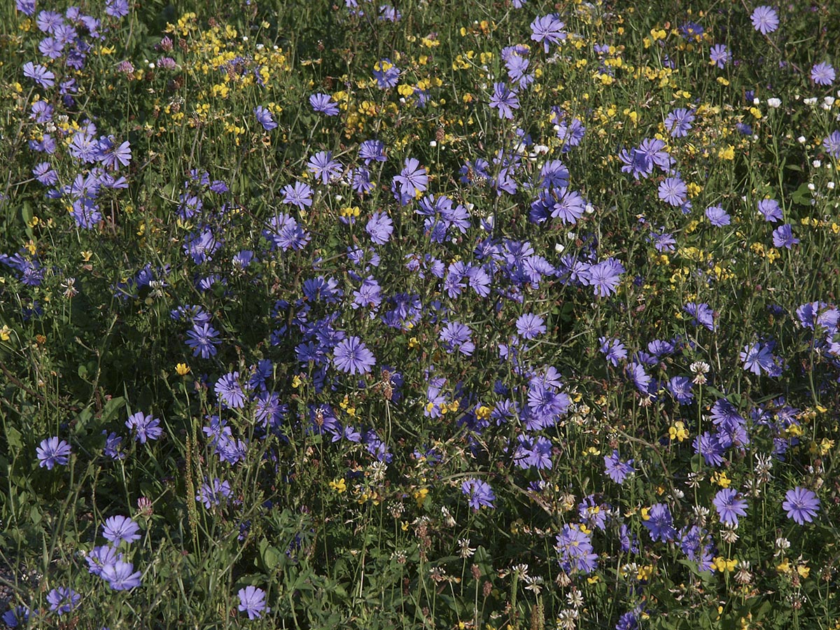 in Wiesenstück