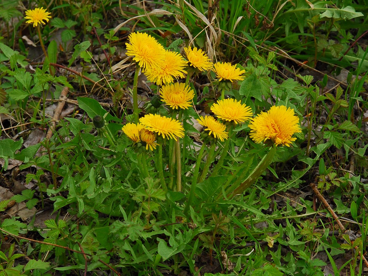 Taraxacum officinale