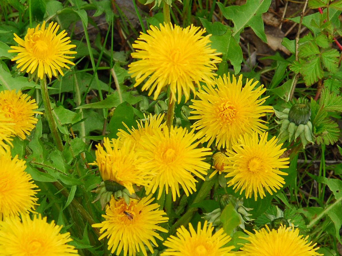 Taraxacum officinale