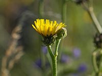 Gewöhnliches Bitterkraut