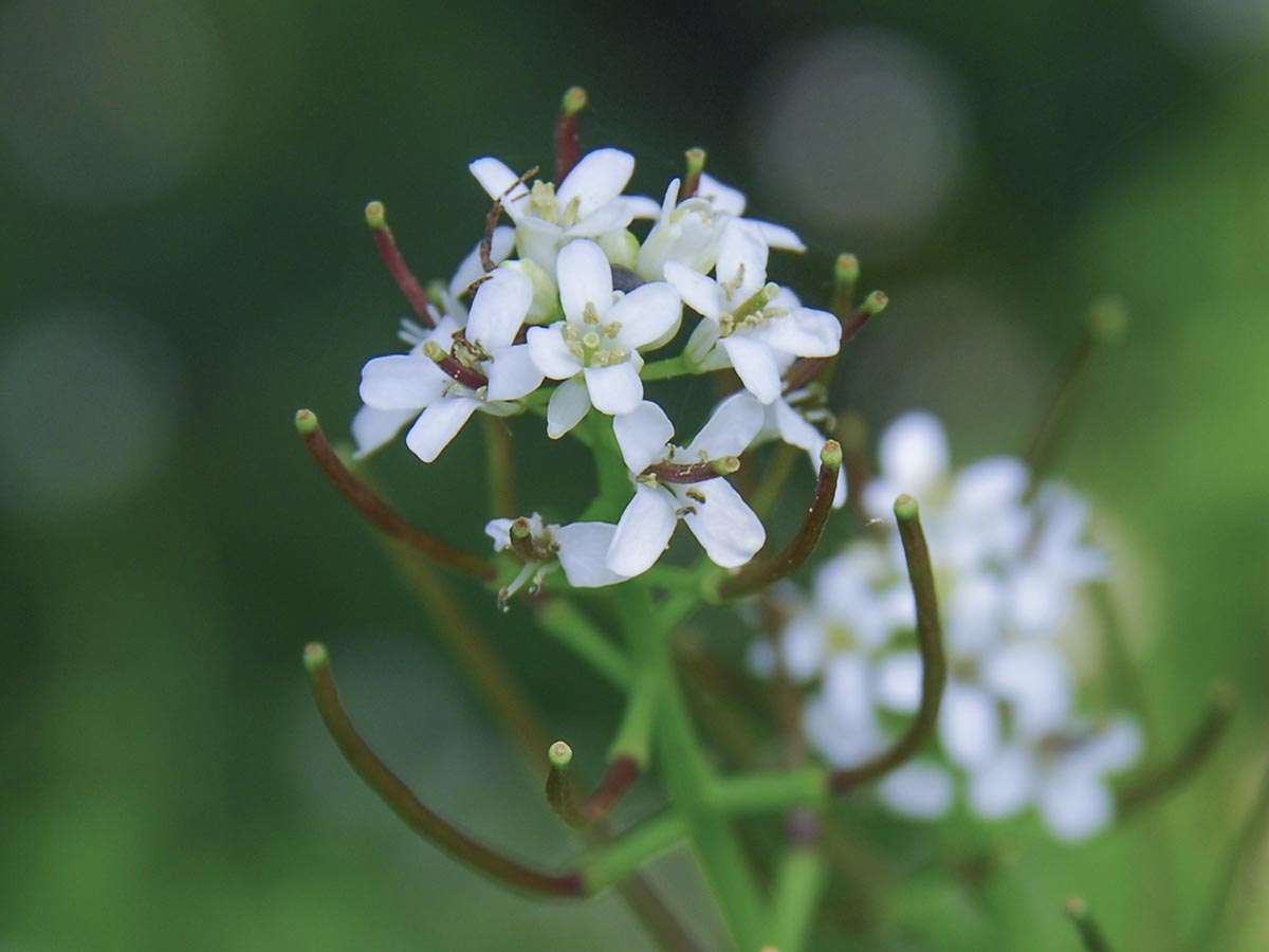 Blüten und Früchte