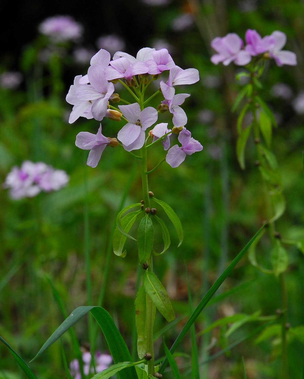 Habitus