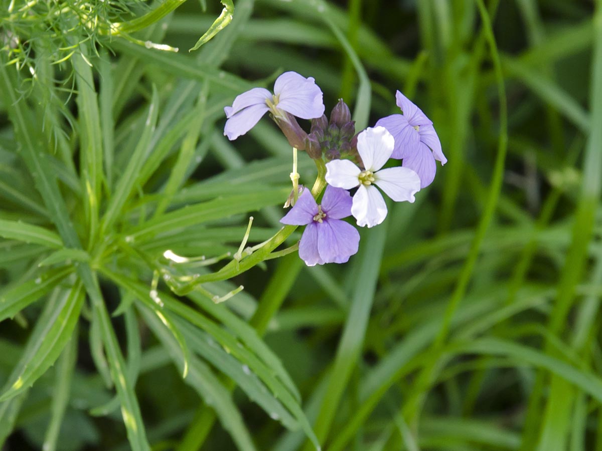 Blüten