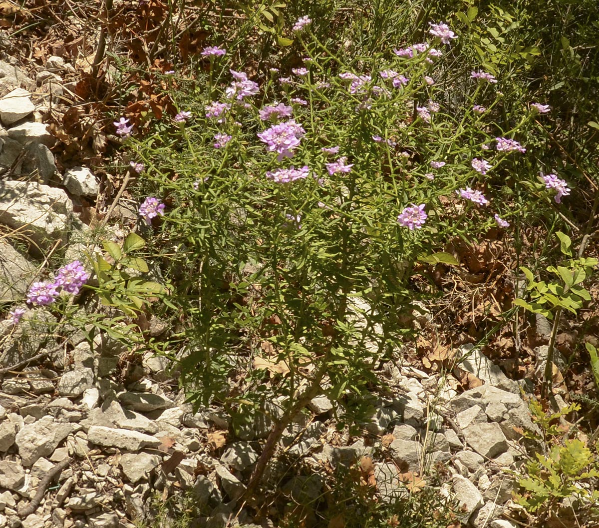 Habitus