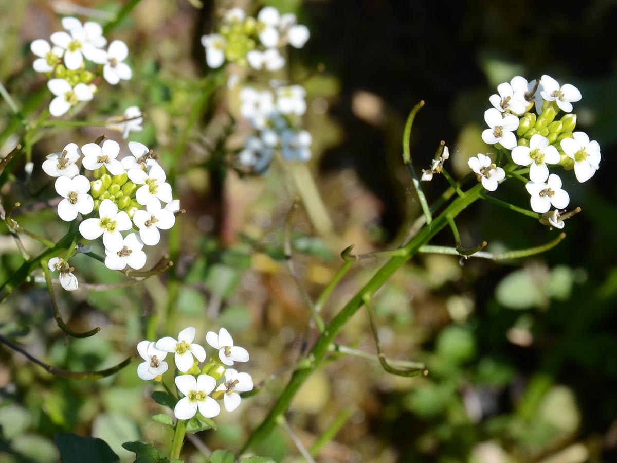 Blüten und Früchte