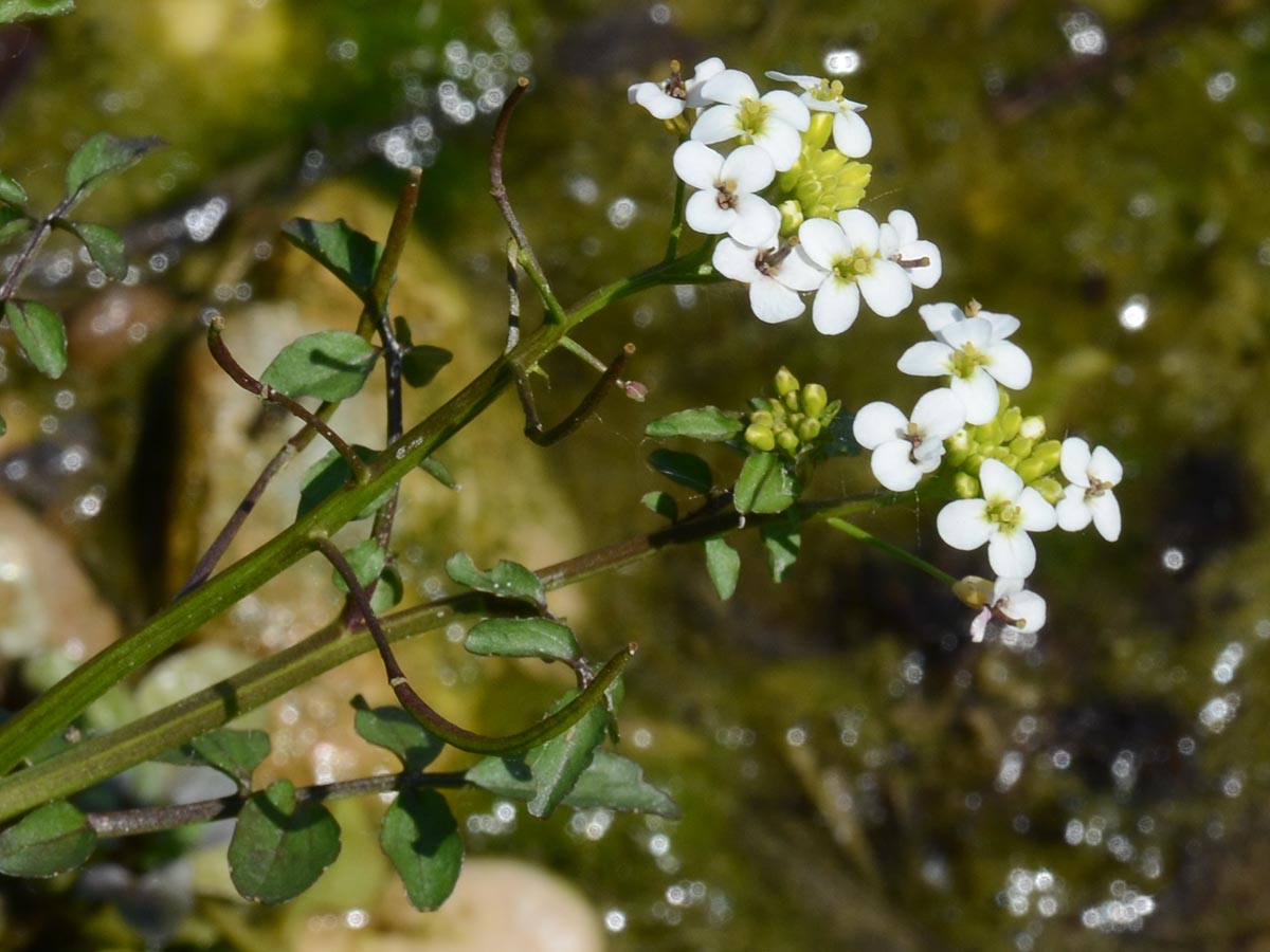 Blüten und Früchte