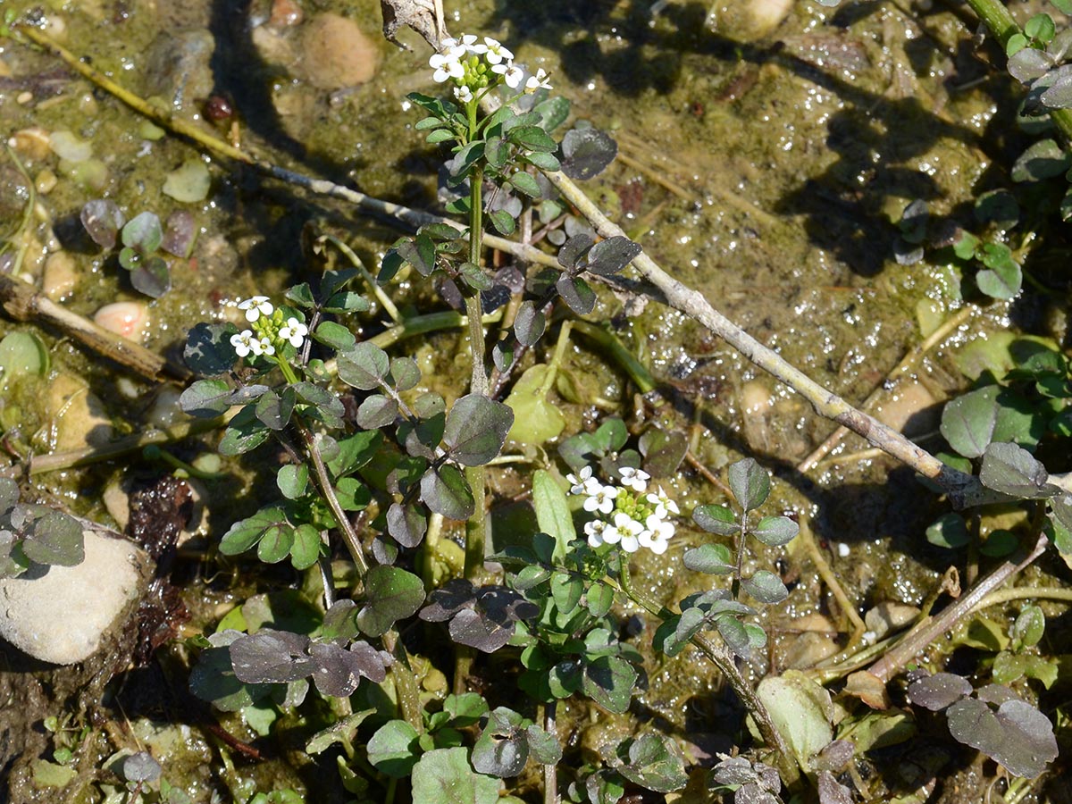 bronzene Blätter