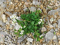 Alpen-Gänsekresse