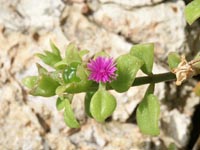 Herzblättrige Mittagsblume