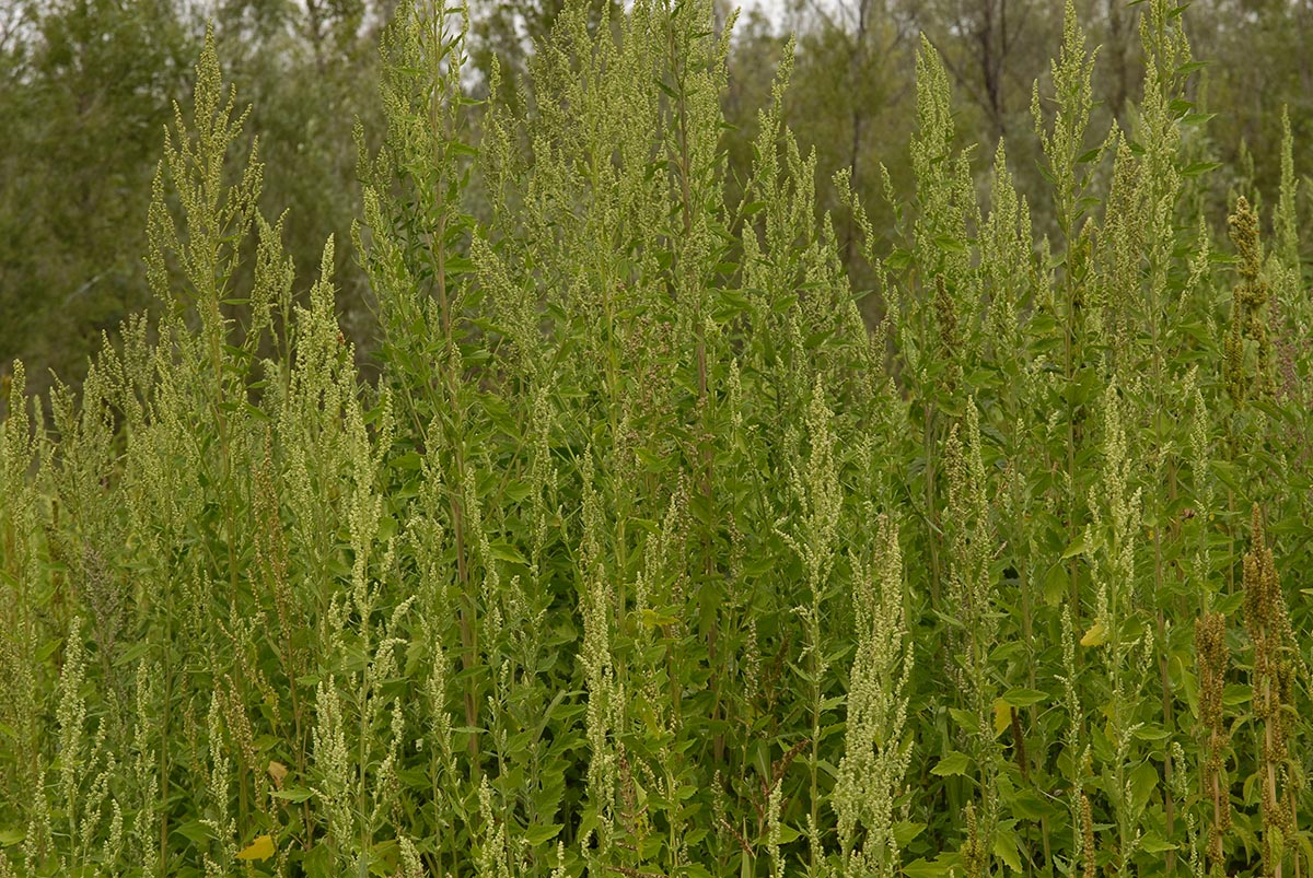 Chenopodium album agg.