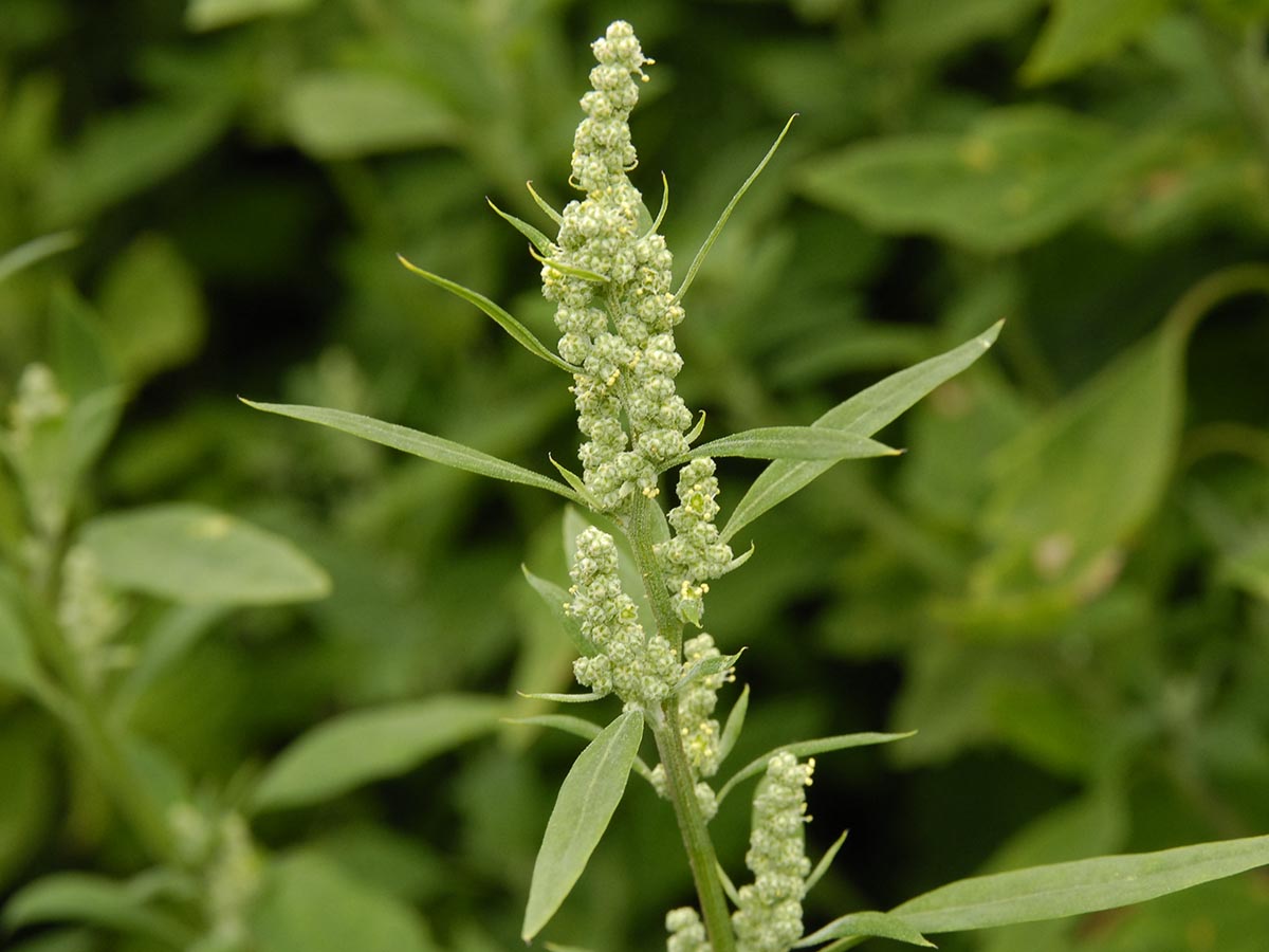 Chenopodium album agg.