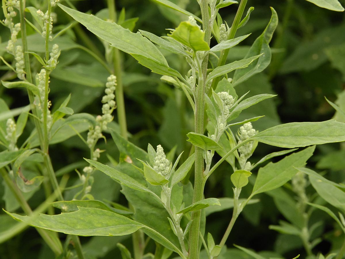 Chenopodium album agg.