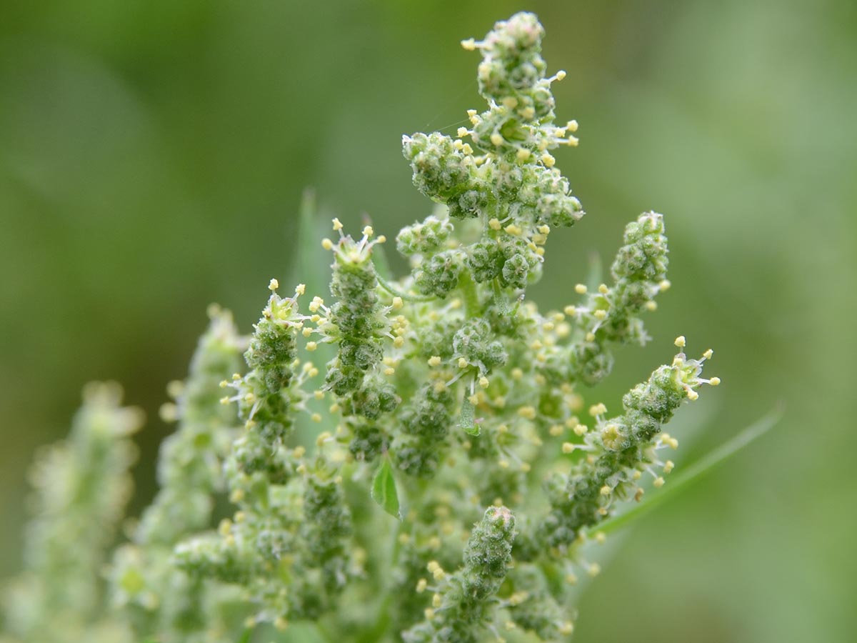 Chenopodium album agg.