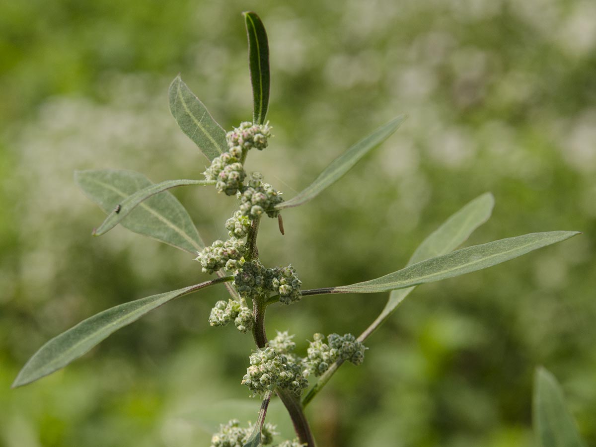 Chenopodium album agg.