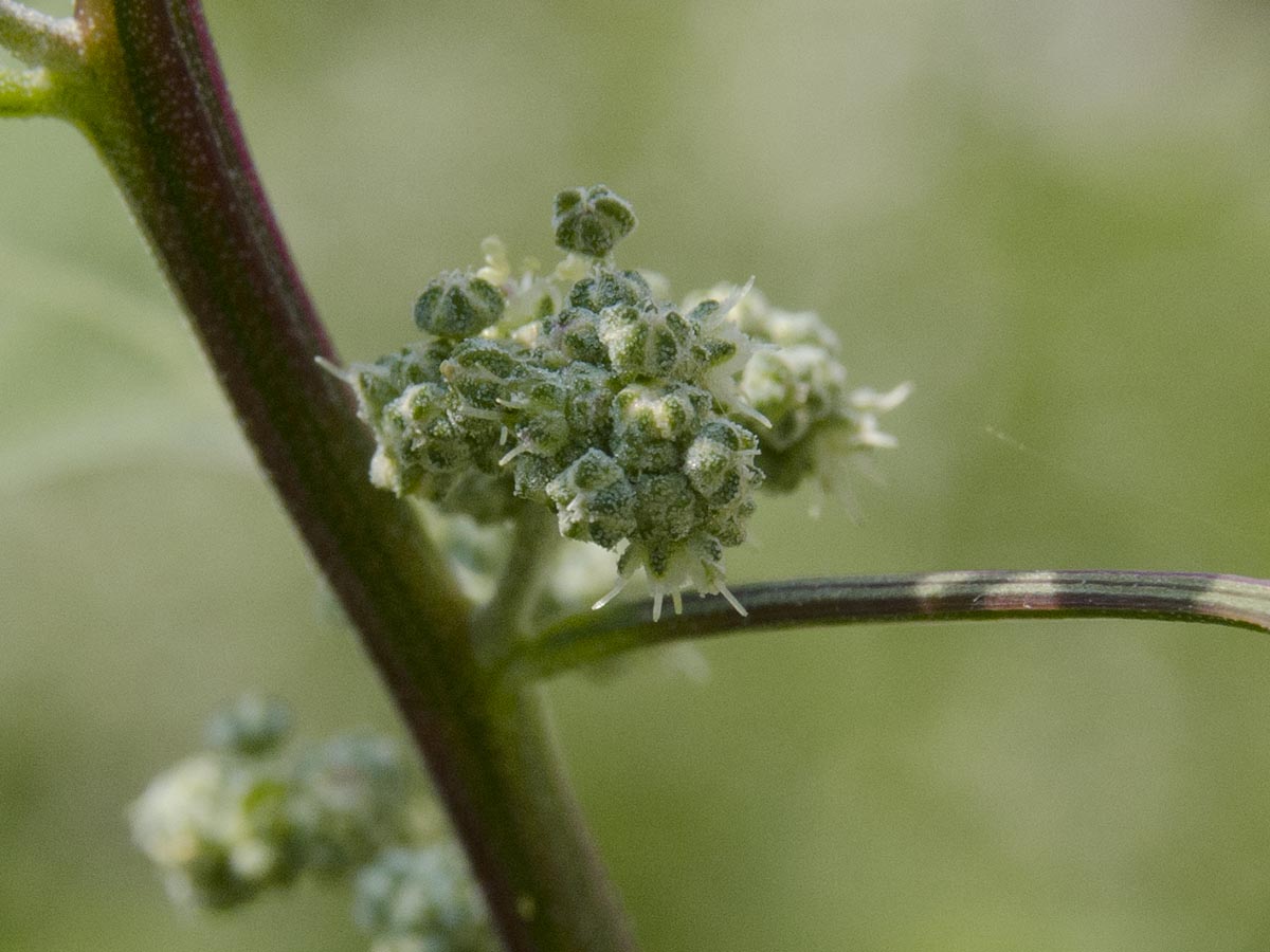 Chenopodium album agg.