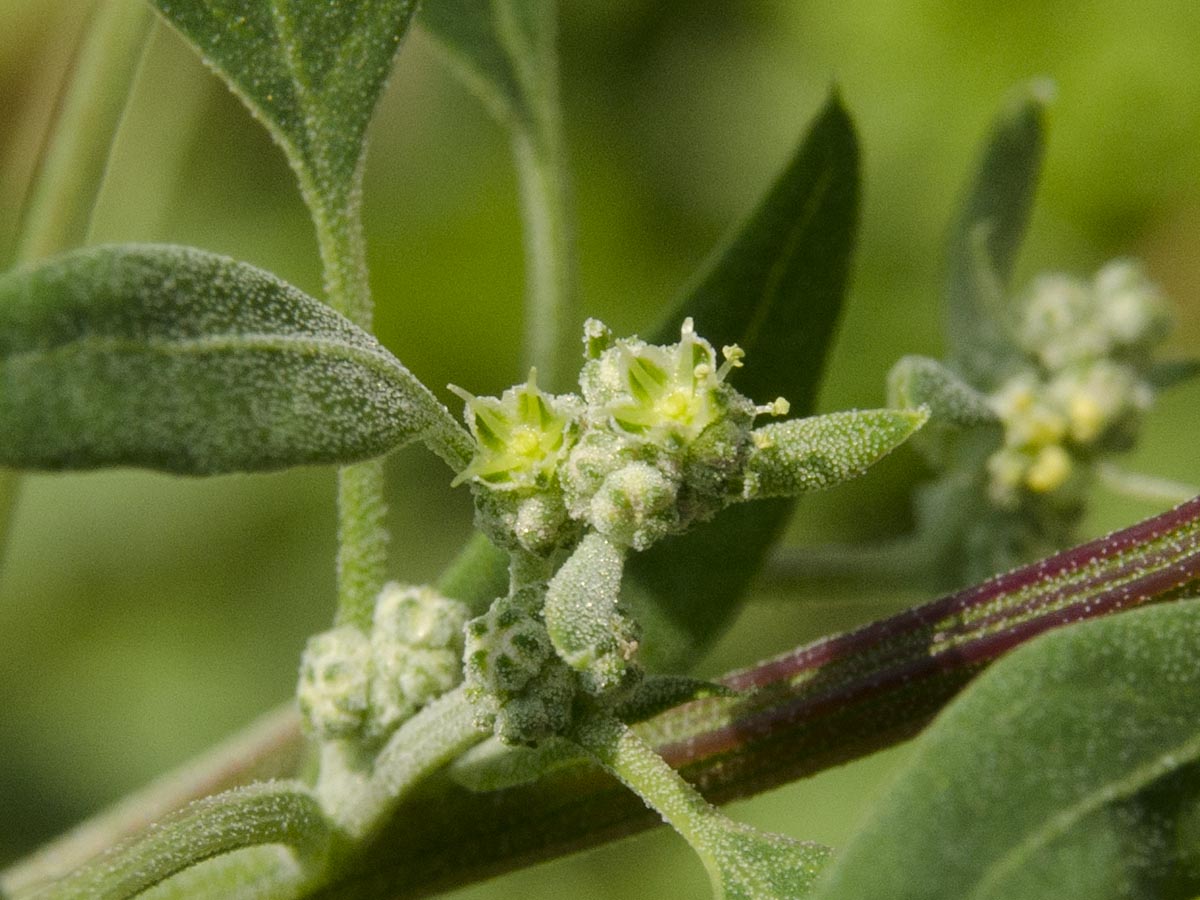 Chenopodium album agg.