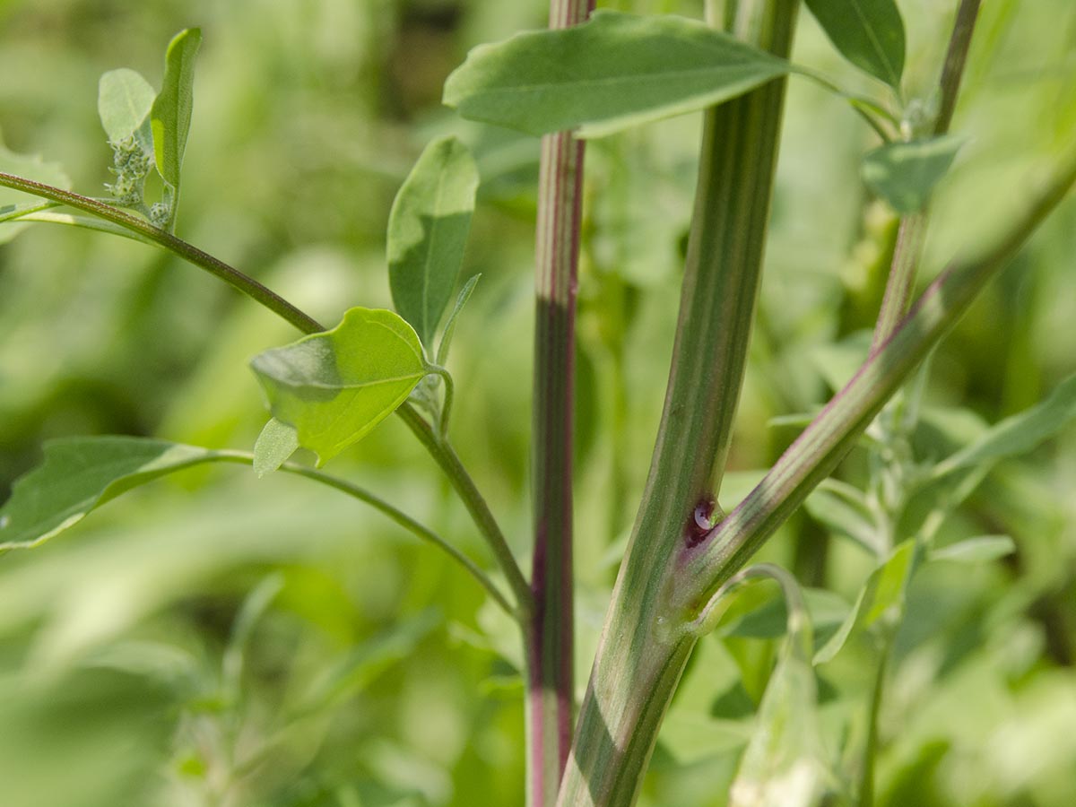 Chenopodium album agg.