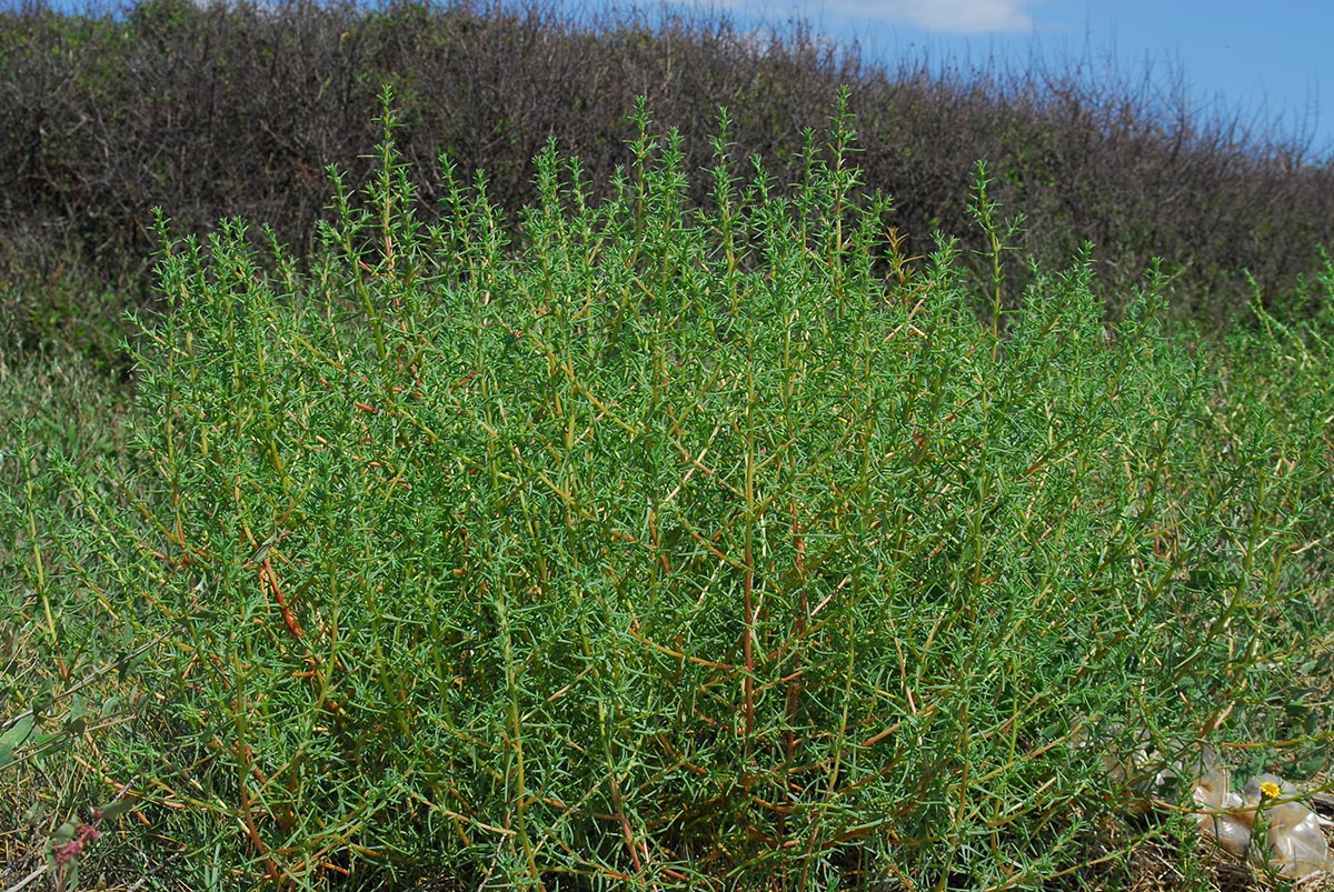 Habitus