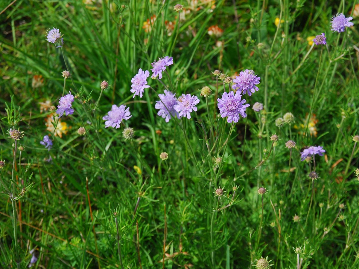 Scabiosa columbaria