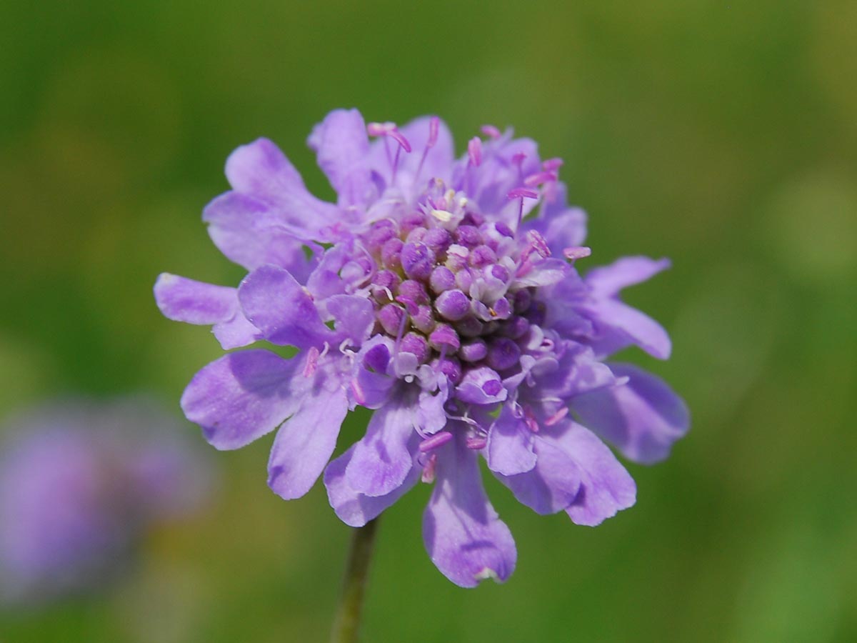 Scabiosa columbaria