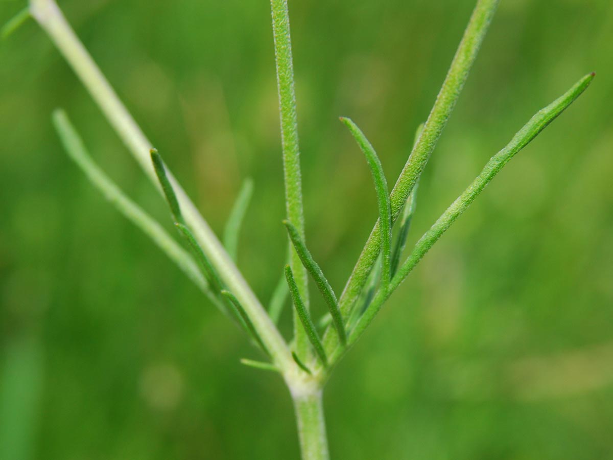 Scabiosa columbaria