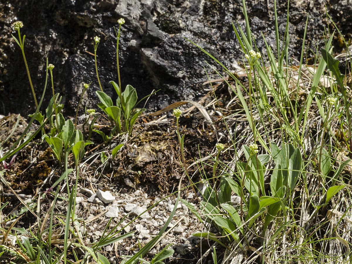 Valeriana saxatilis