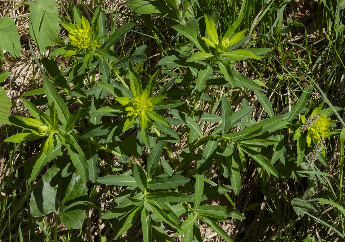 Euphorbia austriaca