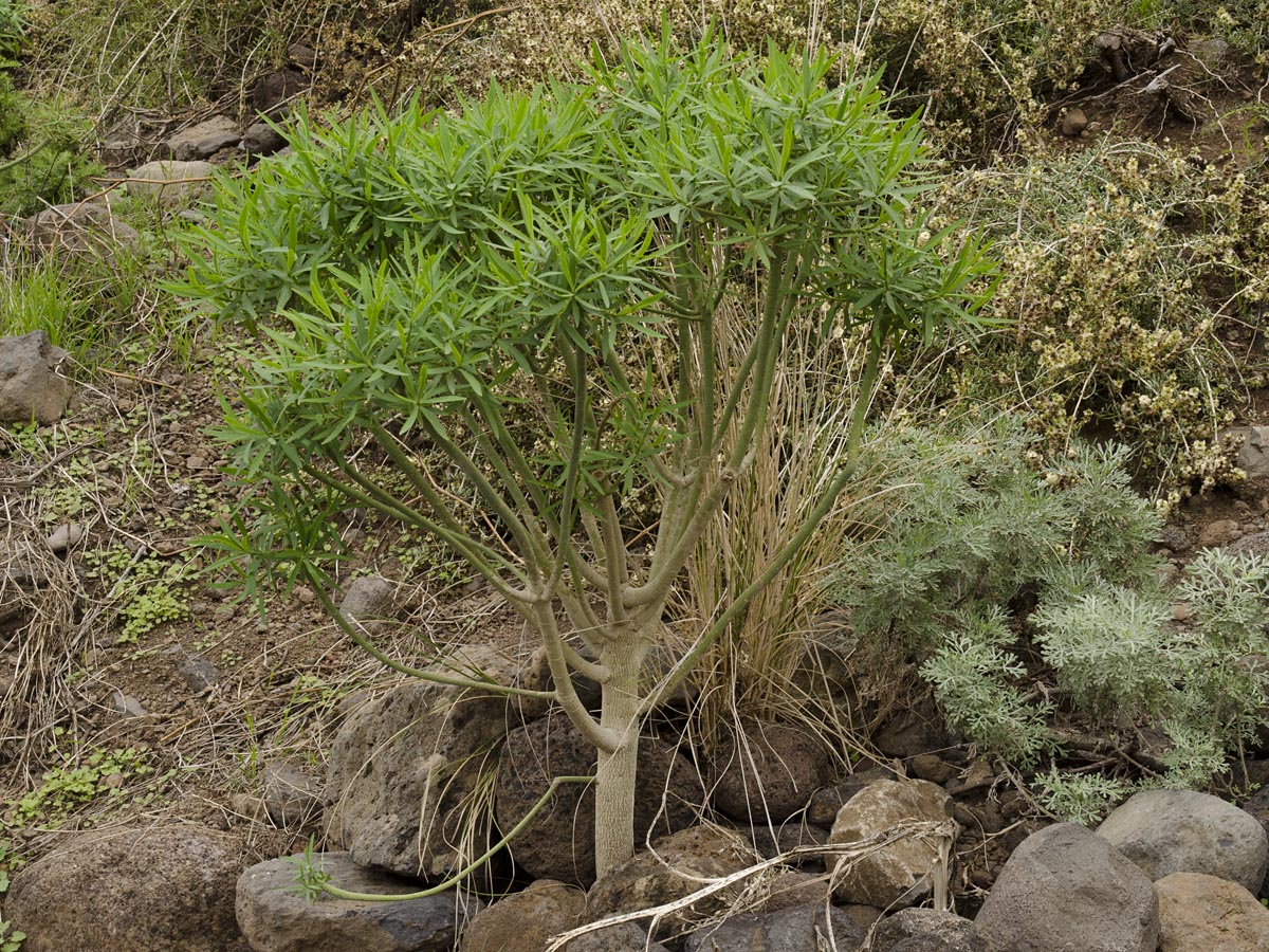 Euphorbia lamarckii