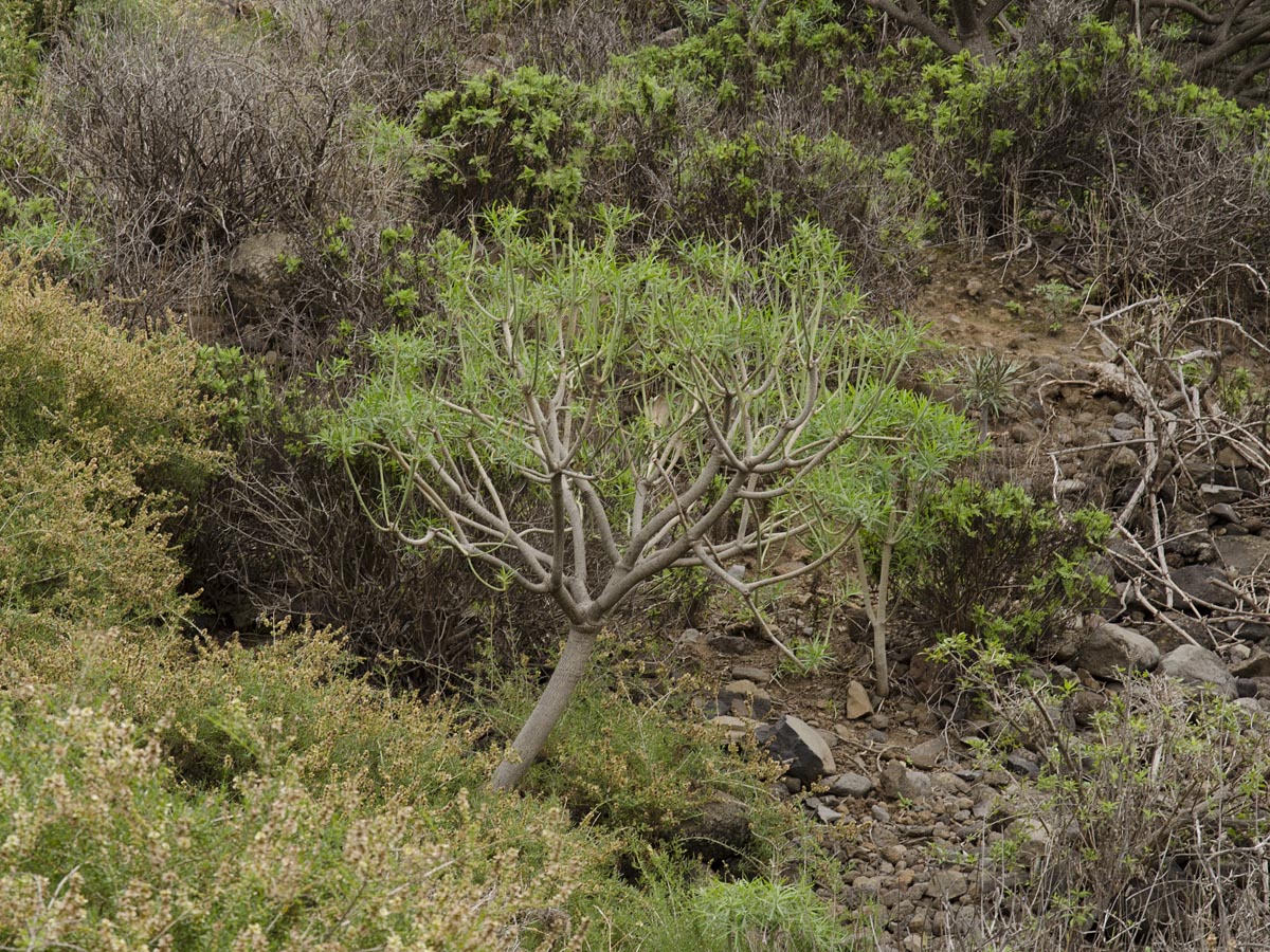 Euphorbia lamarckii