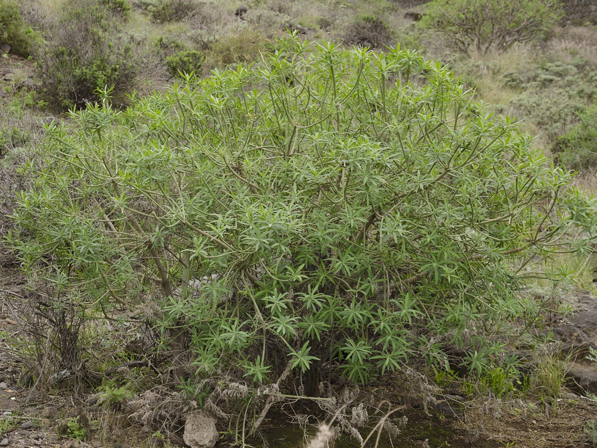 Euphorbia lamarckii