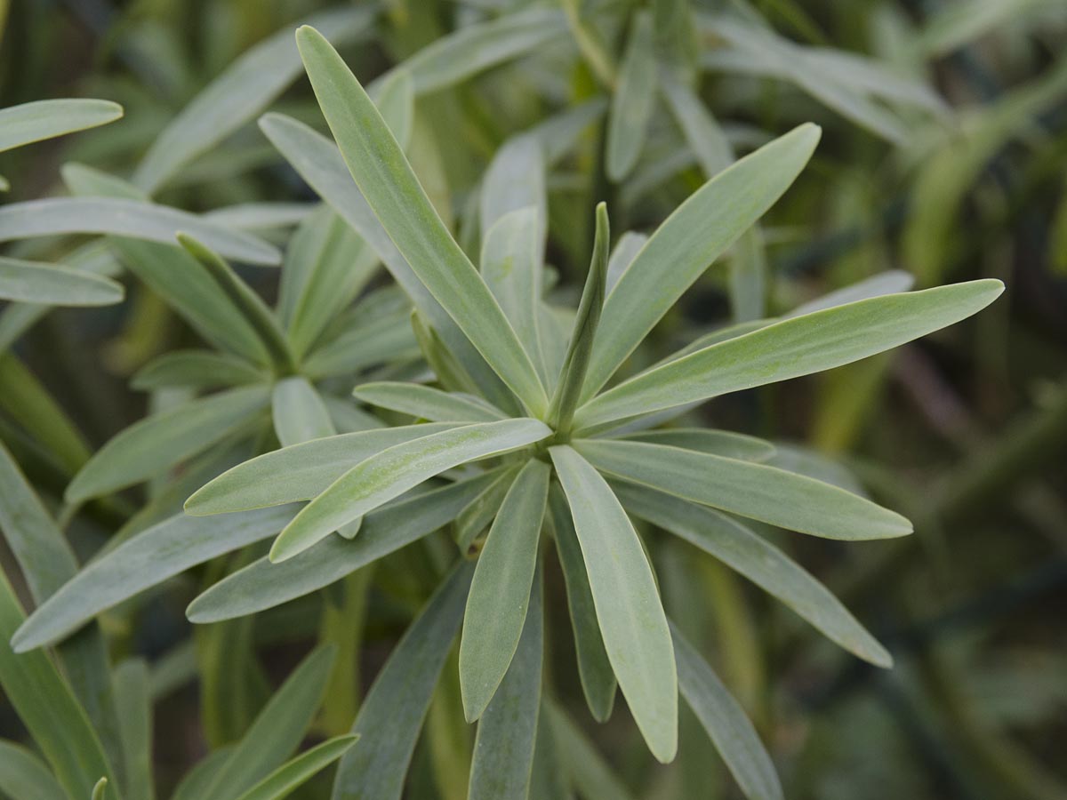 Euphorbia lamarckii