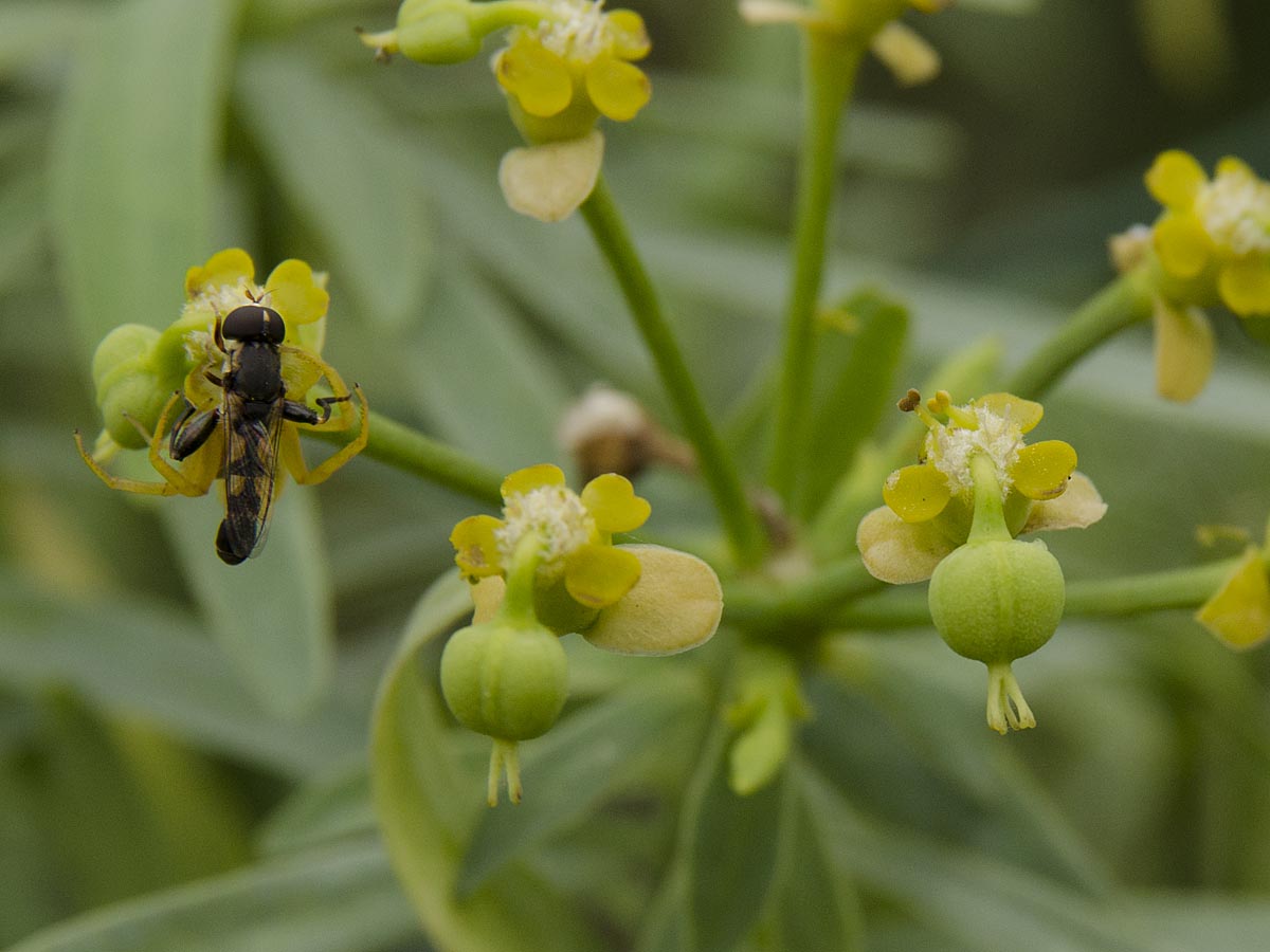 Euphorbia lamarckii