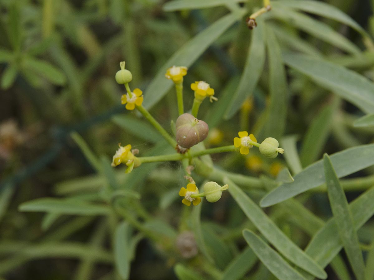 Euphorbia lamarckii